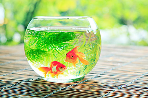 居家养鱼风水讲求，怎么养鱼招财气？