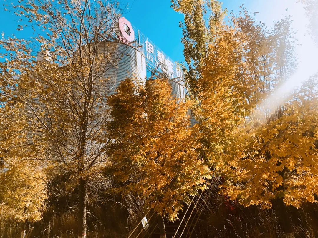 		优德88的秋景美如画_责任与文化_优德88集团有限公司	