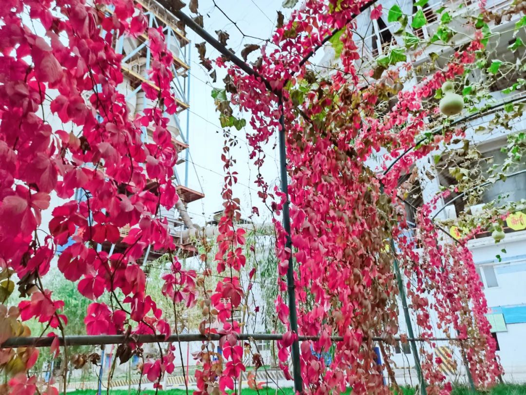		优德88的秋景美如画（二）_图片_优德88集团有限公司	