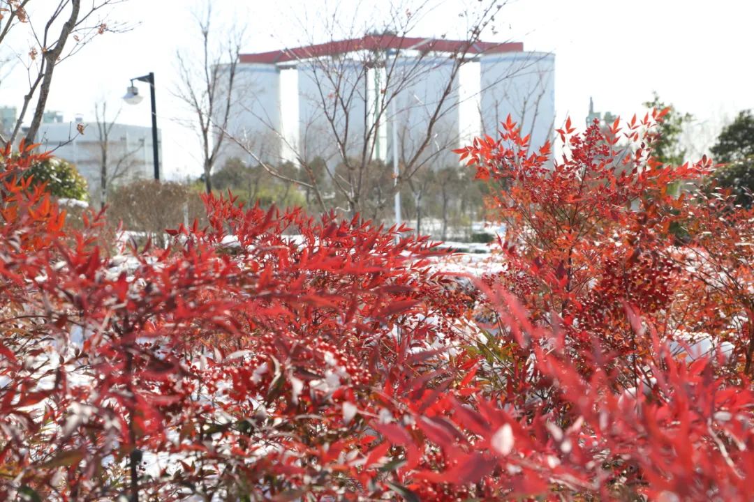 		雪花飘飘，，，，，，一起来浏览建材小同伴镜头下的漂亮雪景吧！_图片_优德88集团有限公司	