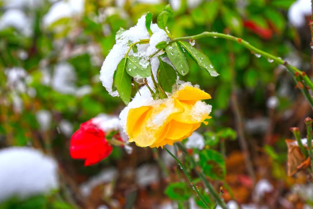 		雪花飘飘，，，，，，一起来浏览建材小同伴镜头下的漂亮雪景吧！_图片_优德88集团有限公司	
