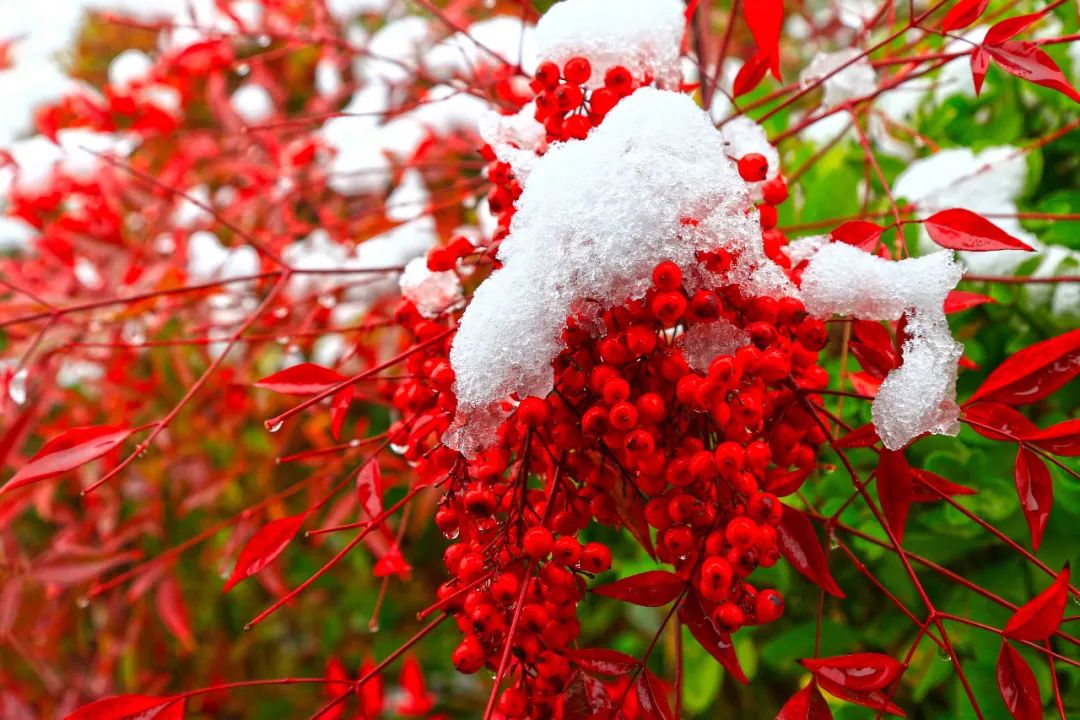 		雪花飘飘，，，，，，一起来浏览建材小同伴镜头下的漂亮雪景吧！_图片_优德88集团有限公司	