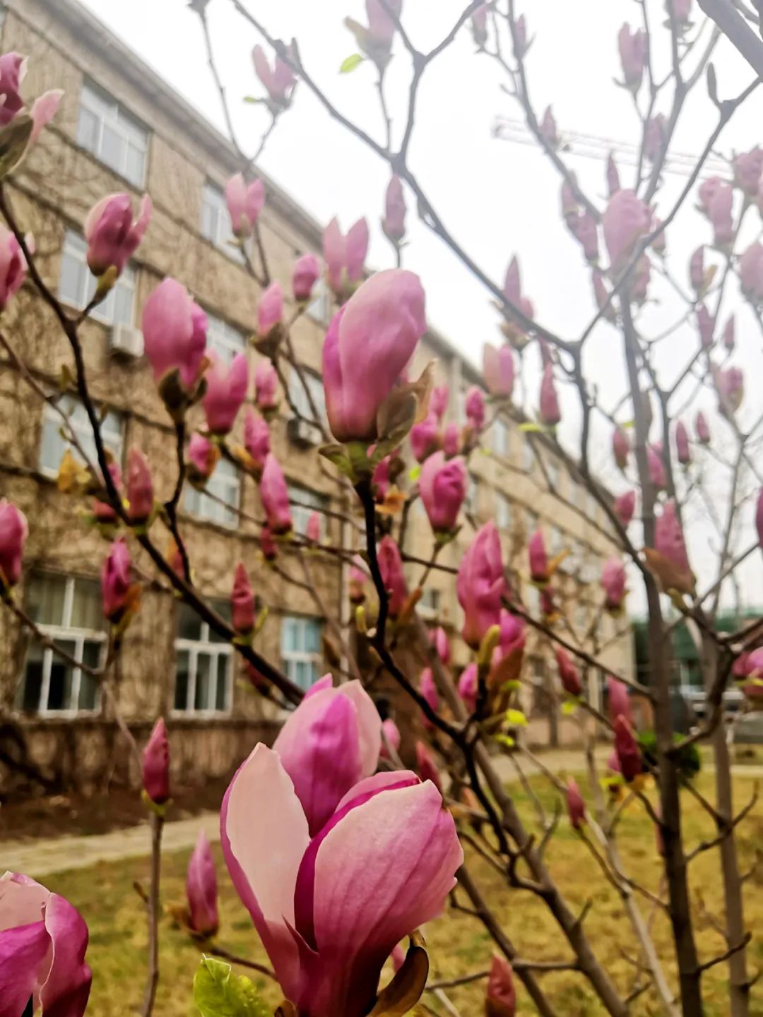 		清明，，，，，，来优德88工厂踏青赏花吧~_责任与文化_优德88集团有限公司	
