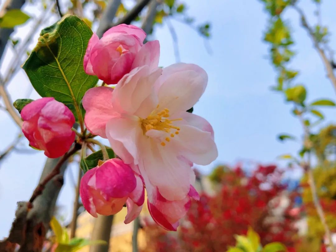 		清明，，，，，，来优德88工厂踏青赏花吧~_责任与文化_优德88集团有限公司	