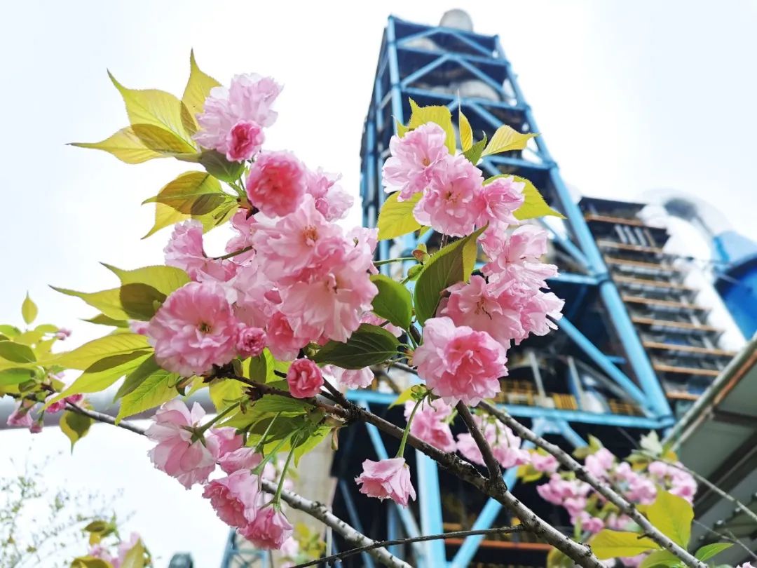 		清明，，，，，，来优德88工厂踏青赏花吧~_责任与文化_优德88集团有限公司	
