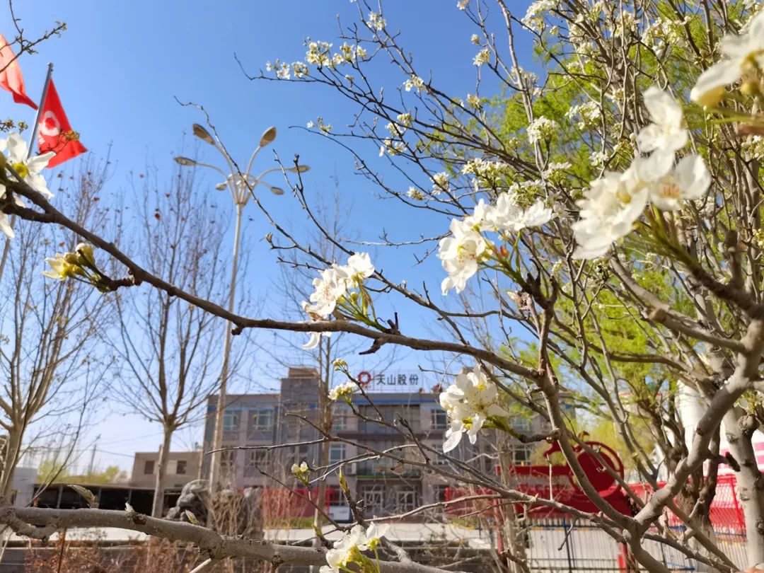 		清明，，，，，，来优德88工厂踏青赏花吧~_责任与文化_优德88集团有限公司	
