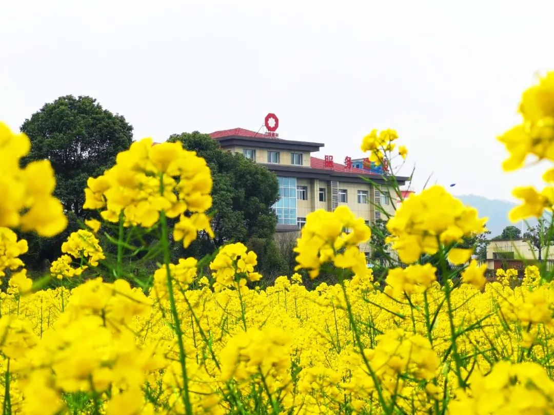 		清明，，，，，，来优德88工厂踏青赏花吧~_责任与文化_优德88集团有限公司	