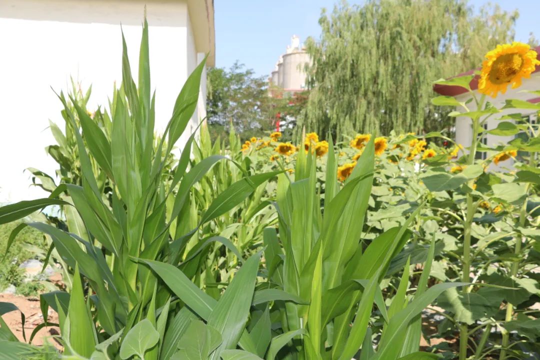 		办实事 暖人心 | 宁夏建材：专心用情解决好员工用餐问题_办实事暖人心_优德88集团有限公司	