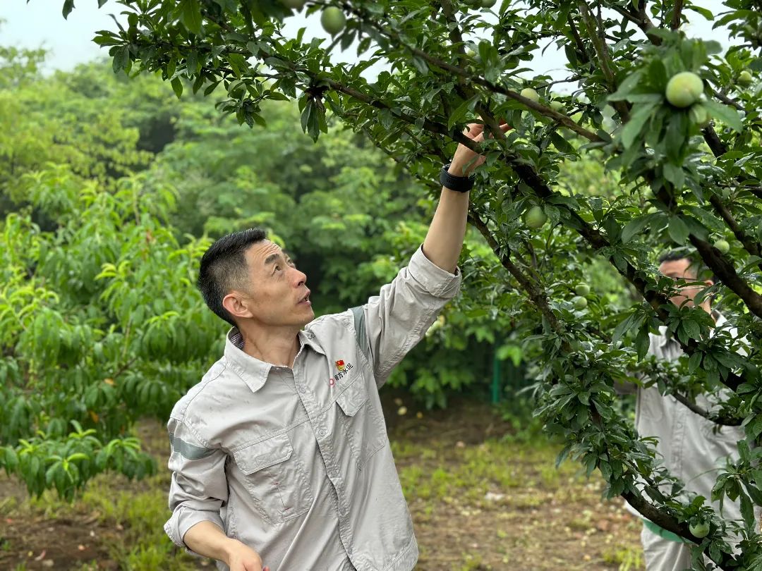 		绿色生长 | 南方水泥工厂内的“开心农场”_图片_优德88集团有限公司	