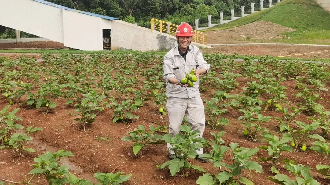 		绿色生长 | 南方水泥工厂内的“开心农场”_图片_优德88集团有限公司	