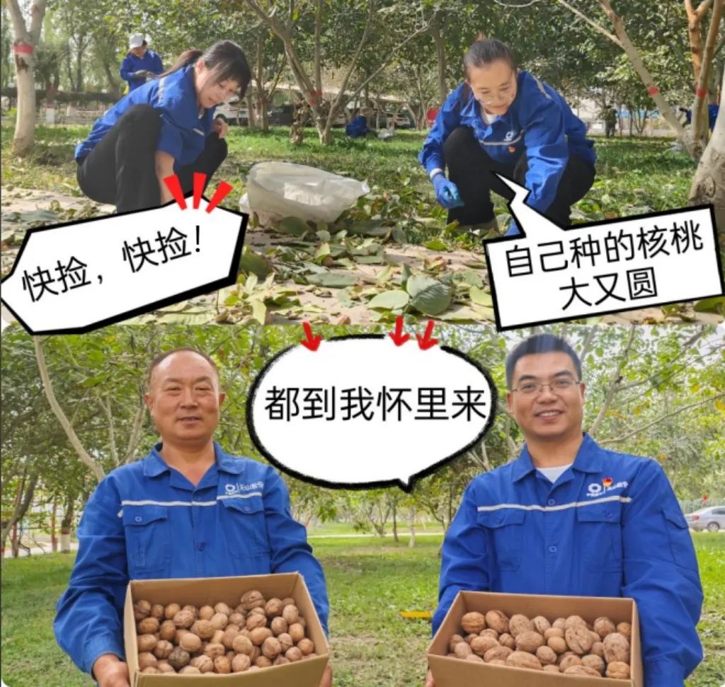 		 大丰收！来新疆天山水泥厂开心农场尝尝“秋”的味道~ _责任与文化_优德88集团有限公司	