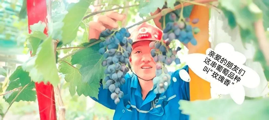 		 大丰收！来新疆天山水泥厂开心农场尝尝“秋”的味道~ _责任与文化_优德88集团有限公司	