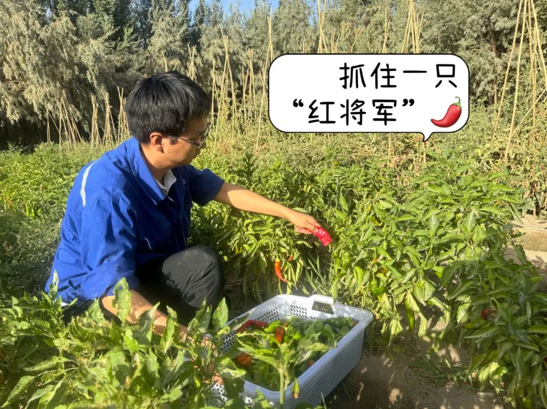 		 大丰收！来新疆天山水泥厂开心农场尝尝“秋”的味道~ _责任与文化_优德88集团有限公司	