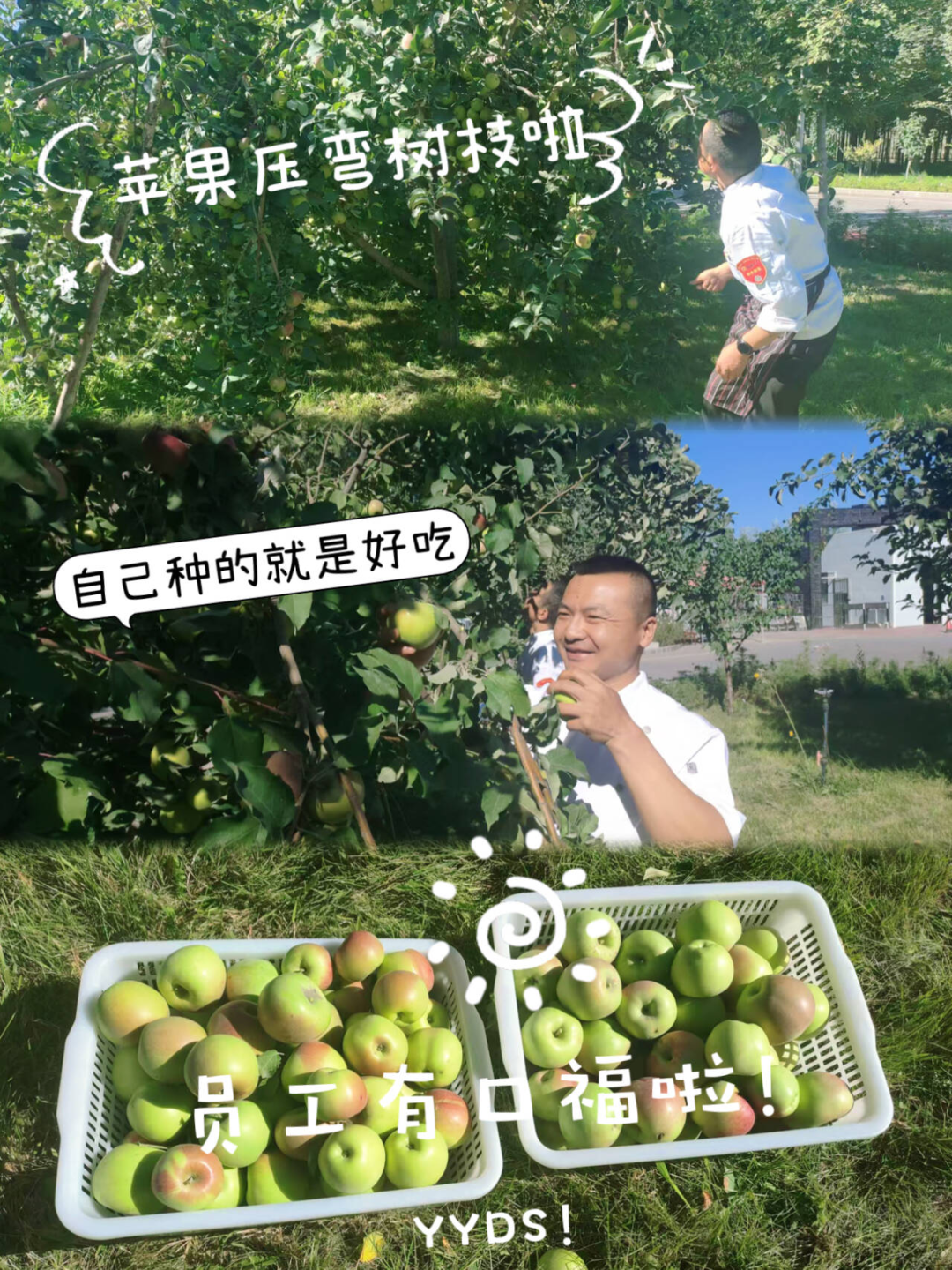 		 大丰收！来新疆天山水泥厂开心农场尝尝“秋”的味道~ _责任与文化_优德88集团有限公司	