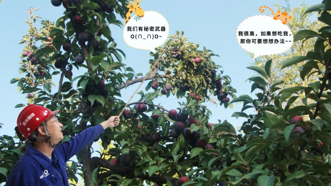 		 大丰收！来新疆天山水泥厂开心农场尝尝“秋”的味道~ _责任与文化_优德88集团有限公司	