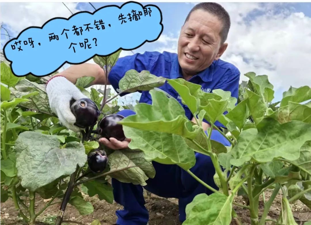 		 大丰收！来新疆天山水泥厂开心农场尝尝“秋”的味道~ _责任与文化_优德88集团有限公司	