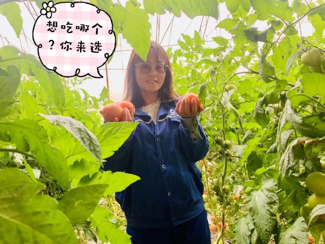 		 大丰收！来新疆天山水泥厂开心农场尝尝“秋”的味道~ _责任与文化_优德88集团有限公司	