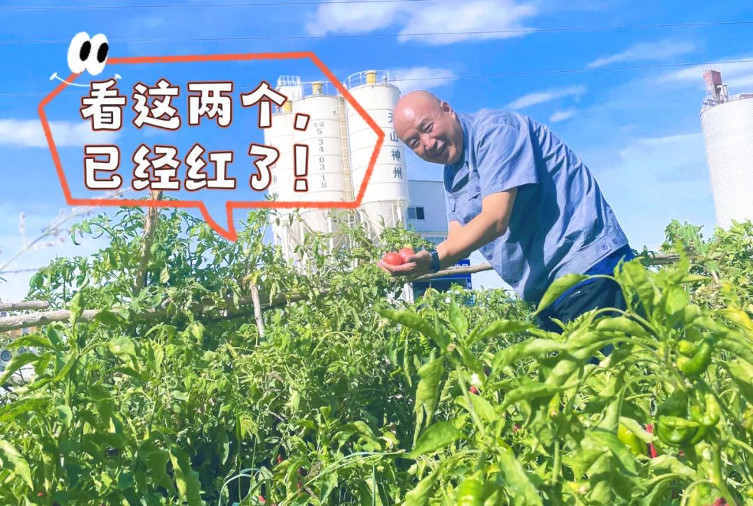 		 大丰收！来新疆天山水泥厂开心农场尝尝“秋”的味道~ _责任与文化_优德88集团有限公司	