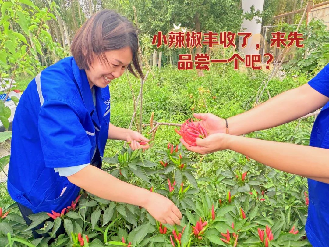 		 大丰收！来新疆天山水泥厂开心农场尝尝“秋”的味道~ _责任与文化_优德88集团有限公司	
