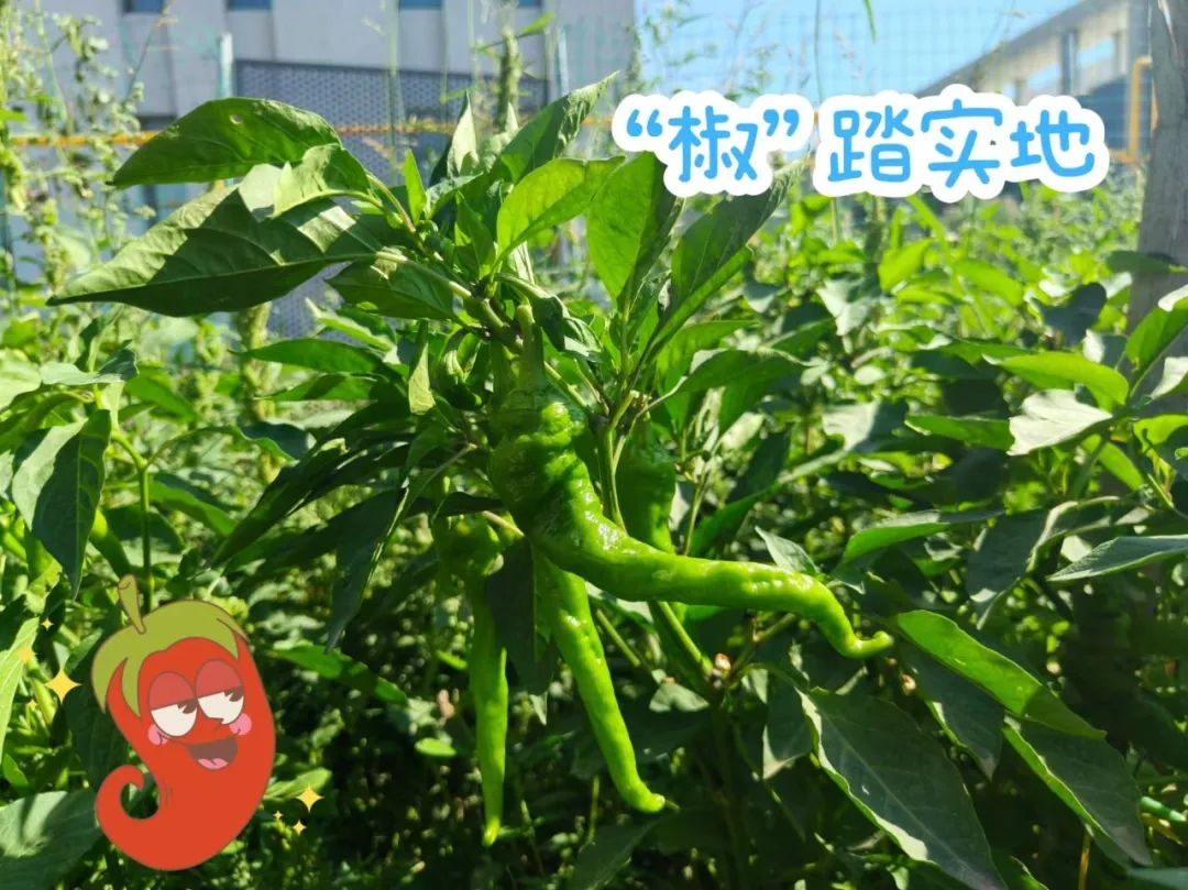 		 大丰收！来新疆天山水泥厂开心农场尝尝“秋”的味道~ _责任与文化_优德88集团有限公司	