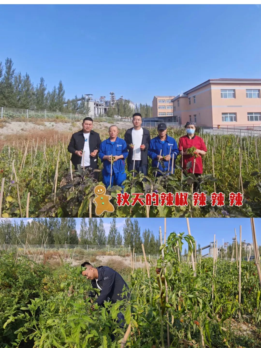 		 大丰收！来新疆天山水泥厂开心农场尝尝“秋”的味道~ _责任与文化_优德88集团有限公司	
