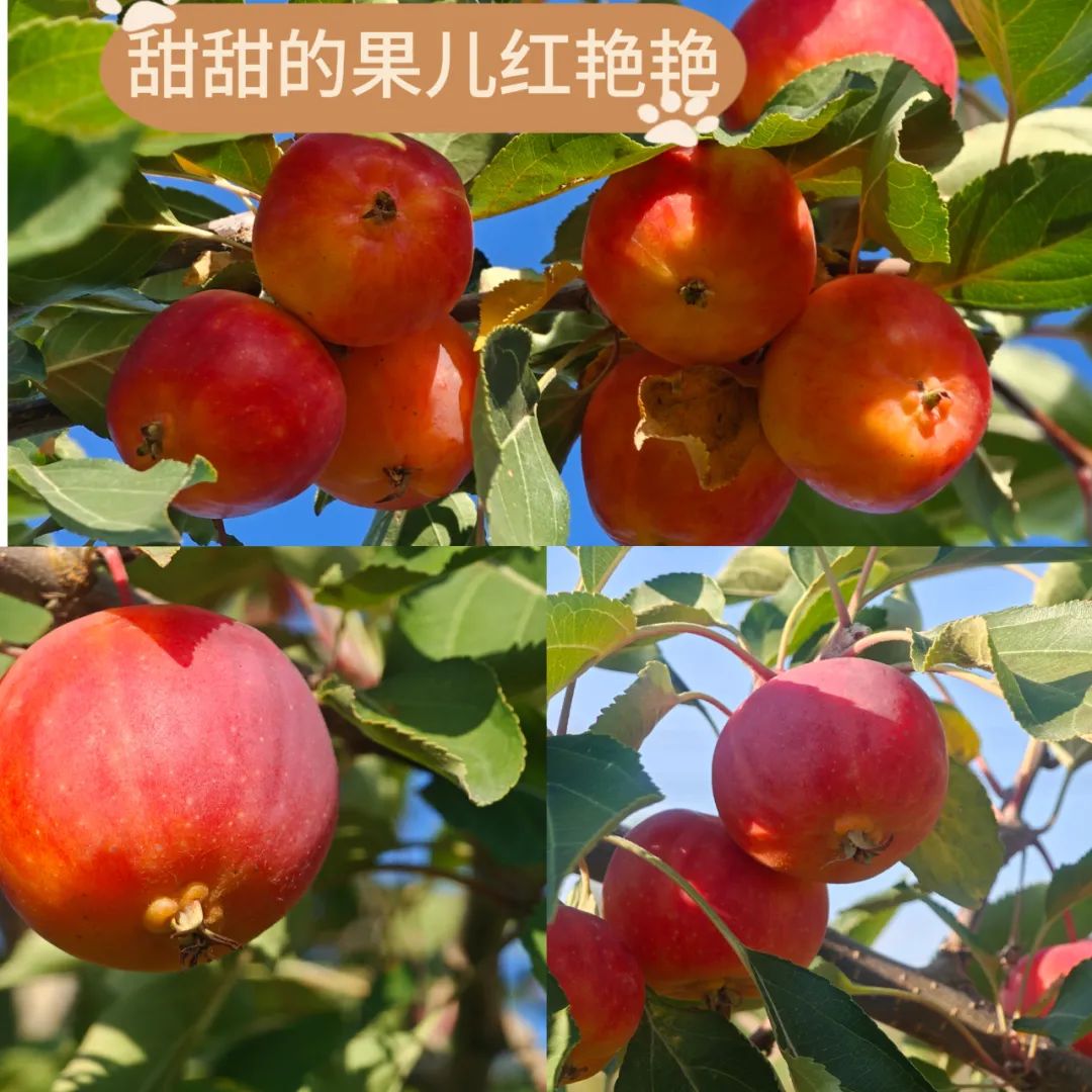 		 大丰收！来新疆天山水泥厂开心农场尝尝“秋”的味道~ _责任与文化_优德88集团有限公司	