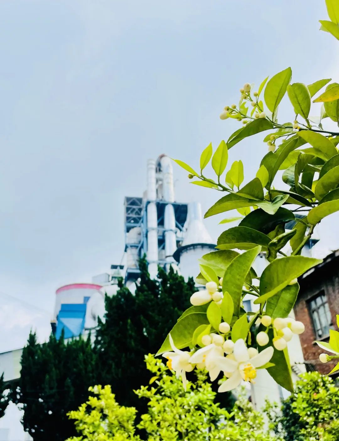 		优德88| 当江西水泥最先“种春天”，，，，，，真浪漫～～_责任与文化_优德88集团有限公司	